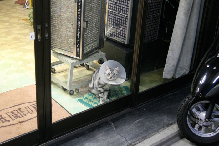 kyoto cat